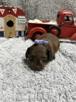 Dolly(AKC) , a female Dachshund and Miniature Dachshund for sale in Mansfield, MO – 5 of 5