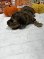 Mickey , a male Miniature Dachshund for sale in Mansfield, MO – 3 of 5