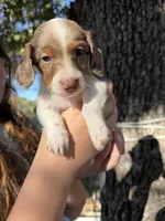 Acorn , a male Miniature Dachshund for sale in Mansfield, MO – 3 of 3