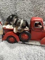 Enzo , a male Dachshund and Miniature Dachshund for sale in Mansfield, MO – 2 of 5