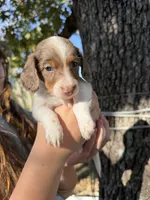 Acorn , a male Miniature Dachshund for sale in Mansfield, MO – 2 of 3