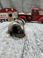 Elvis , a male Dachshund and Miniature Dachshund for sale in Mansfield, MO – 4 of 6