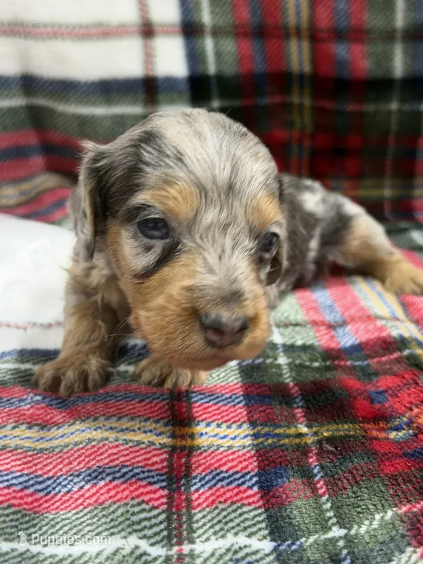 Tim (AKC) – Dachshund, Miniature Dachshund puppy for sale in Mansfield, MO