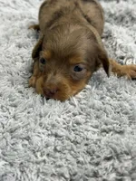 Ryder, a male Dachshund and Miniature Dachshund for sale in Mansfield, MO – Photo 1 of 3