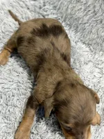 Ryder, a male Dachshund and Miniature Dachshund for sale in Mansfield, MO – Photo 2 of 3