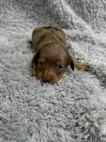 Ryder, a male Dachshund and Miniature Dachshund for sale in Mansfield, MO – Photo 3 of 3