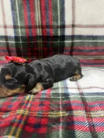 Daisy (AKC, a female Dachshund and Miniature Dachshund for sale in Mansfield, MO – 2 of 4