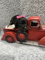 Diva(AKC, a female Dachshund and Miniature Dachshund for sale in Mansfield, MO – 2 of 4