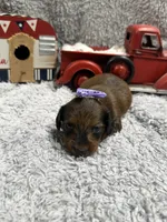 Dolly(AKC) , a female Dachshund and Miniature Dachshund for sale in Mansfield, MO – 2 of 5