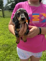 Lou (AKC), a female Dachshund and Miniature Dachshund for sale in Mansfield, MO – 4 of 7