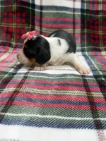 Ann, a female Dachshund and Miniature Dachshund for sale in Mansfield, MO – 2 of 3