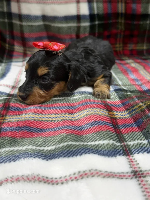 Amy – Dachshund, Miniature Dachshund puppy for sale in Mansfield, MO