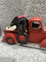 Diva(AKC, a female Dachshund and Miniature Dachshund for sale in Mansfield, MO – 1 of 4