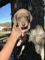 Rusty , a male Miniature Dachshund for sale in Mansfield, MO – 3 of 3