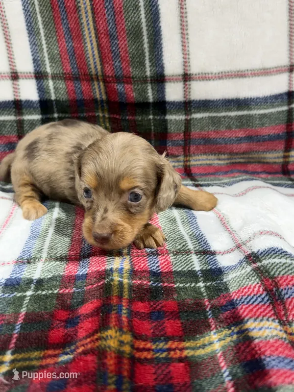 Ryder – Dachshund, Miniature Dachshund puppy on hold in Mansfield, MO
