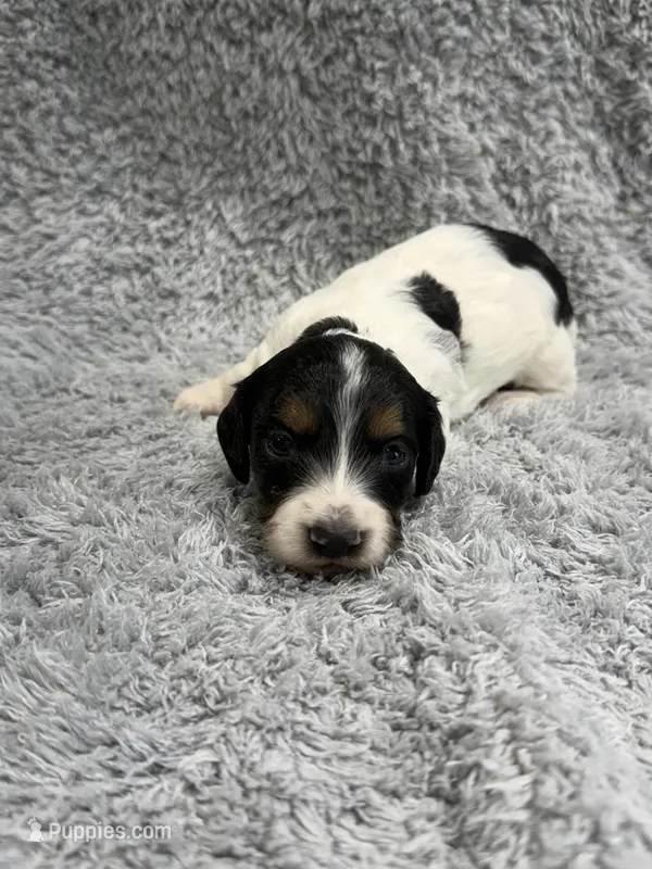 Chase  – Dachshund, Miniature Dachshund puppy for sale in Mansfield, MO