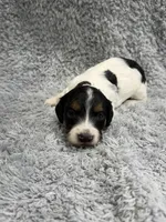 Chase , a male Dachshund and Miniature Dachshund for sale in Mansfield, MO – Photo 1 of 3