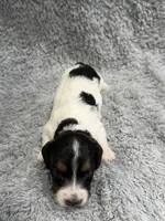 Chase , a male Dachshund and Miniature Dachshund for sale in Mansfield, MO – Photo 3 of 3