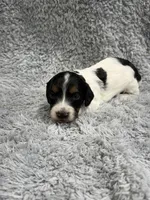 Chase , a male Dachshund and Miniature Dachshund for sale in Mansfield, MO – Photo 2 of 3