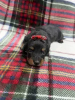 Ava, a female Dachshund and Miniature Dachshund for sale in Mansfield, MO – 3 of 3