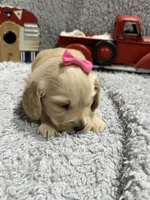 Cookie , a female Dachshund and Miniature Dachshund for sale in Mansfield, MO – 3 of 6