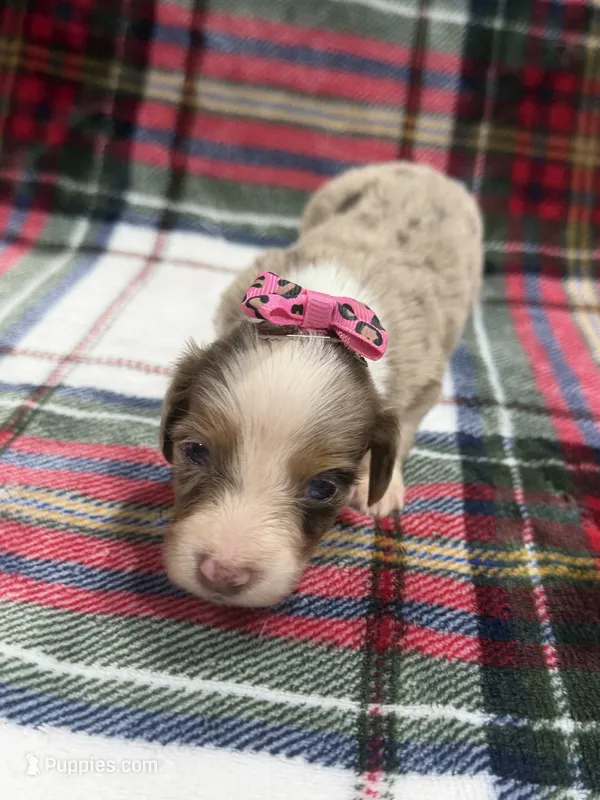 Abby  – Dachshund, Miniature Dachshund puppy for sale in Mansfield, MO