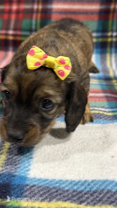 Cherry  – Dachshund, Miniature Dachshund puppy for sale in Mansfield, MO