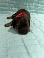 Cherry , a female Dachshund and Miniature Dachshund for sale in Mansfield, MO – Photo 2 of 4