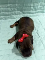 Cherry , a female Dachshund and Miniature Dachshund for sale in Mansfield, MO – Photo 3 of 4