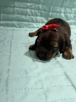 Cherry , a female Dachshund and Miniature Dachshund for sale in Mansfield, MO – Photo 4 of 4