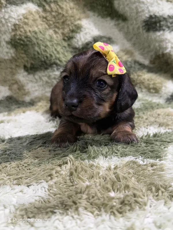 Cherry  – Dachshund, Miniature Dachshund puppy for sale in Mansfield, MO