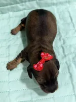 Cherry , a female Dachshund and Miniature Dachshund for sale in Mansfield, MO – Photo 1 of 4