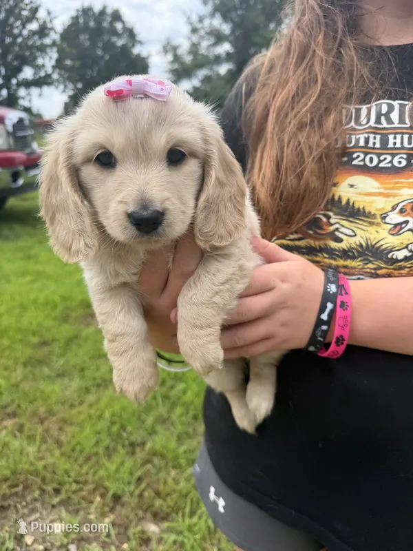 Cookie  – Dachshund, Miniature Dachshund puppy for sale in Mansfield, MO