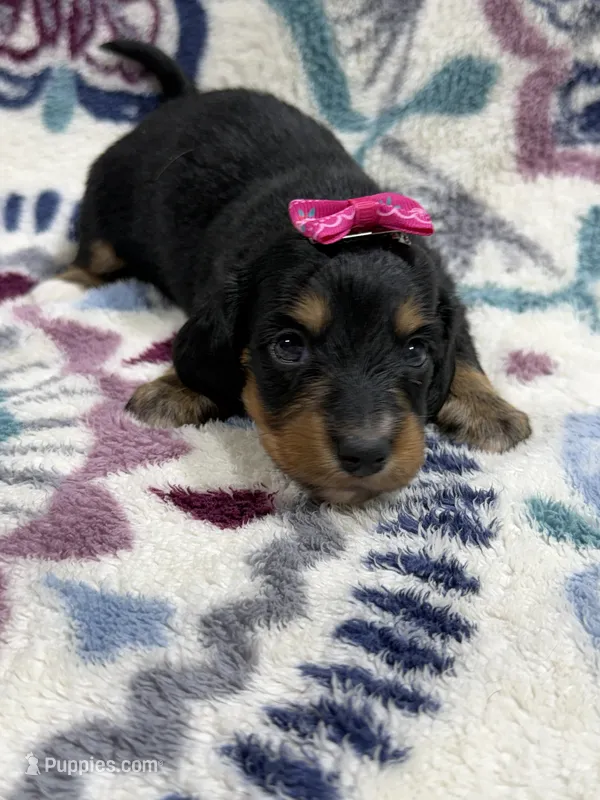 Ava – Dachshund, Miniature Dachshund puppy for sale in Mansfield, MO