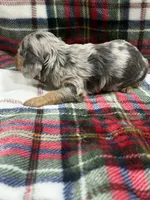 Tim (AKC), a male Dachshund and Miniature Dachshund for sale in Mansfield, MO – 6 of 10