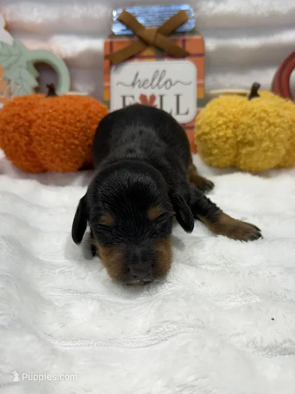 Hunter  – Miniature Dachshund puppy for sale in Mansfield, MO