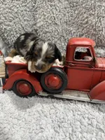Enzo , a male Dachshund and Miniature Dachshund for sale in Mansfield, MO – 4 of 5