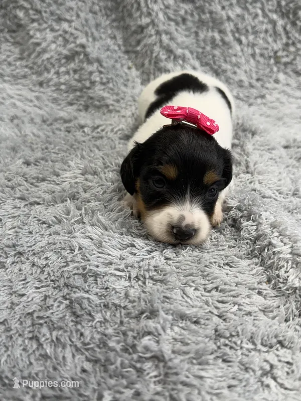 Sky – Dachshund, Miniature Dachshund puppy for sale in Mansfield, MO