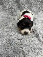 Sky, a female Dachshund and Miniature Dachshund for sale in Mansfield, MO – 1 of 2