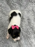 Sky, a female Dachshund and Miniature Dachshund for sale in Mansfield, MO – 2 of 2
