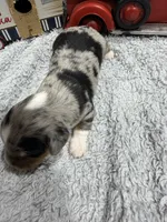Elvis , a male Dachshund and Miniature Dachshund for sale in Mansfield, MO – 3 of 6