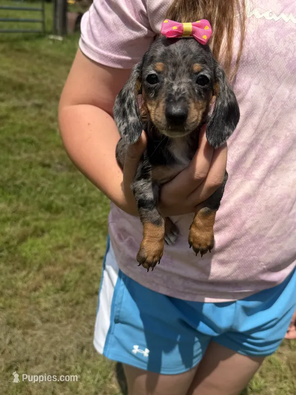 Lou (AKC) – Dachshund, Miniature Dachshund puppy for sale in Mansfield, MO