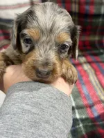 Tim (AKC), a male Dachshund and Miniature Dachshund for sale in Mansfield, MO – 5 of 10