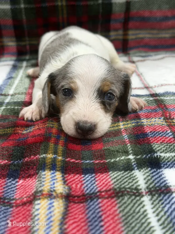 Jack (AKC) – Dachshund, Miniature Dachshund puppy for sale in Mansfield, MO
