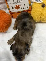 Cedar , a male Miniature Dachshund for sale in Mansfield, MO – 2 of 2