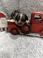 Enzo , a male Dachshund and Miniature Dachshund for sale in Mansfield, MO – 5 of 5