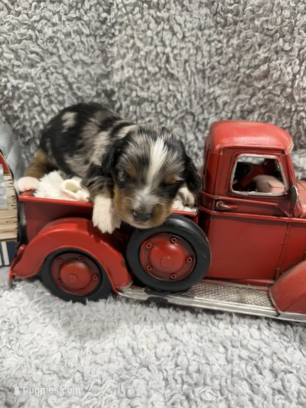 Enzo  – Dachshund, Miniature Dachshund puppy for sale in Mansfield, MO