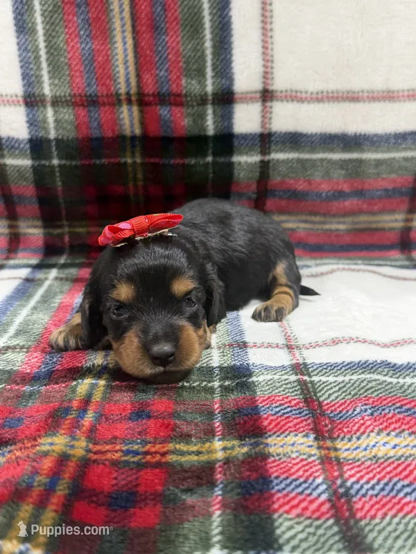 Daisy (AKC – Dachshund, Miniature Dachshund puppy for sale in Mansfield, MO
