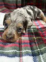 Tim (AKC), a male Dachshund and Miniature Dachshund for sale in Mansfield, MO – 3 of 10