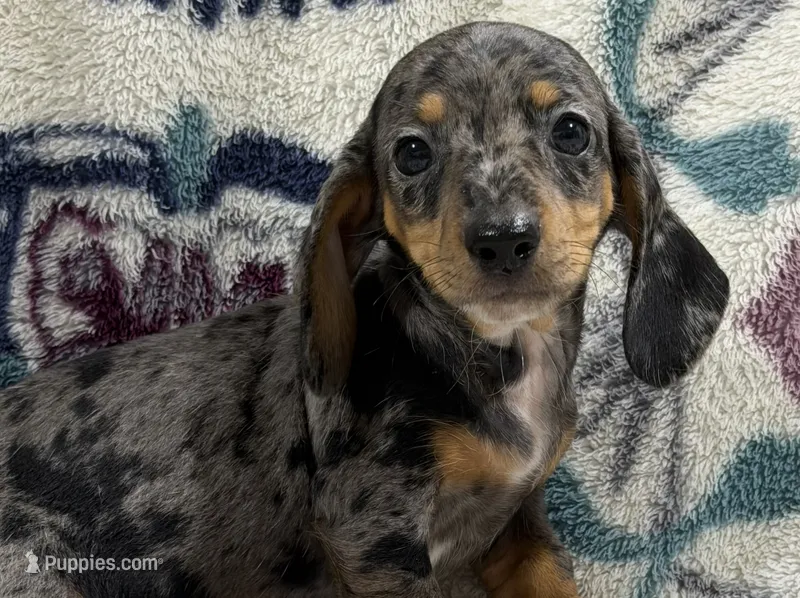 Lou (AKC) – Dachshund, Miniature Dachshund puppy for sale in Mansfield, MO